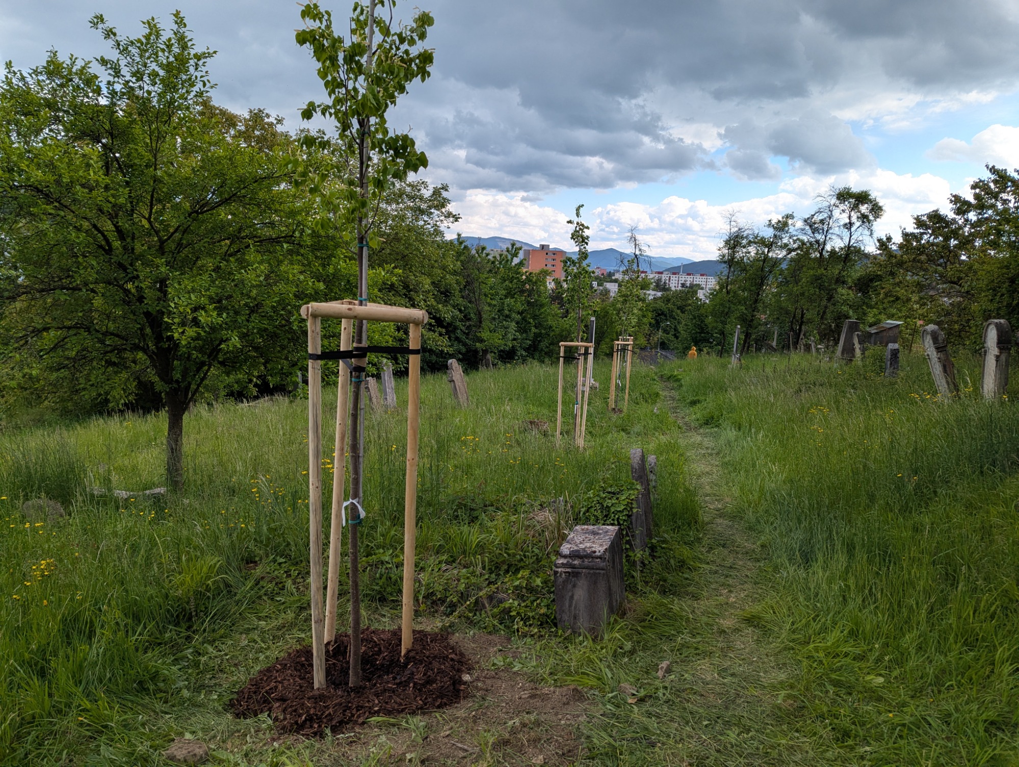 po vysadbe 16 maj 2025 4